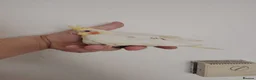 Cockatiels birds for sale: Hand reared and tame baby cockatiels - Advert 5