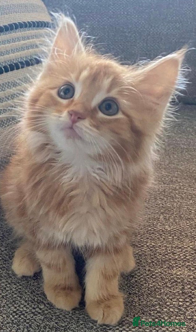 Mixed Breed cats Ginger kittens (9 weeks old ) - Advert 1