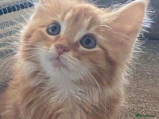 Mixed Breed cats Ginger kittens (9 weeks old ) - Advert 1