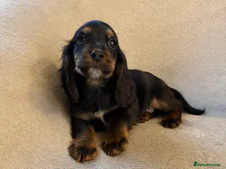 Cocker Spaniel dogs Ready to leave now! Cocker spaniel puppies - Advert 9