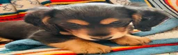 Miniature Dachshund dogs for sale: Black&Tan Puppies Looking for Their Forever Homes! - Advert 13