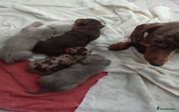 Miniature Dachshund dogs for sale: LOVELY MINIATURE DACHSHUND PUPPIES  - Image 4