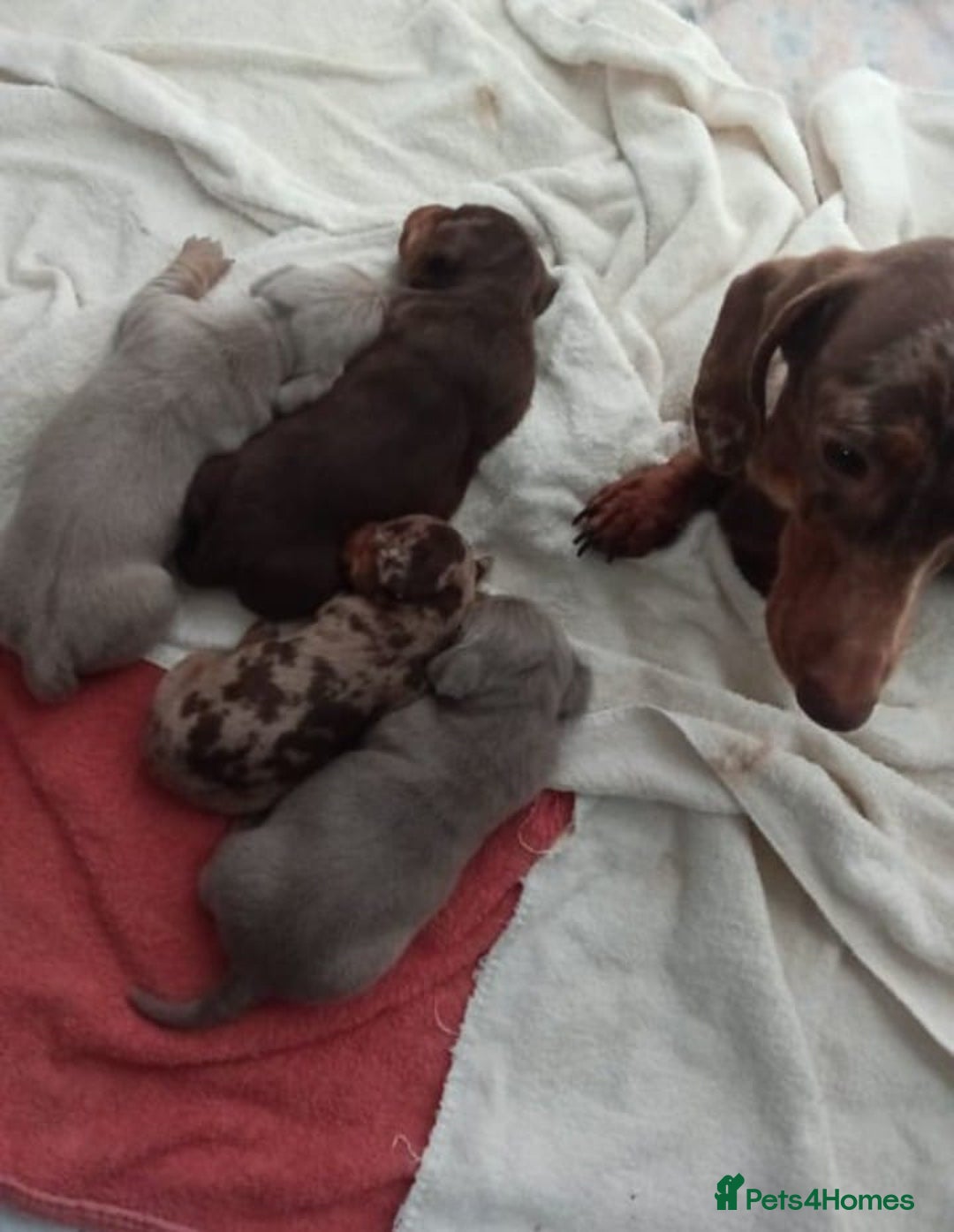 Miniature Dachshund dogs for sale: LOVELY MINIATURE DACHSHUND PUPPIES  - Image 4
