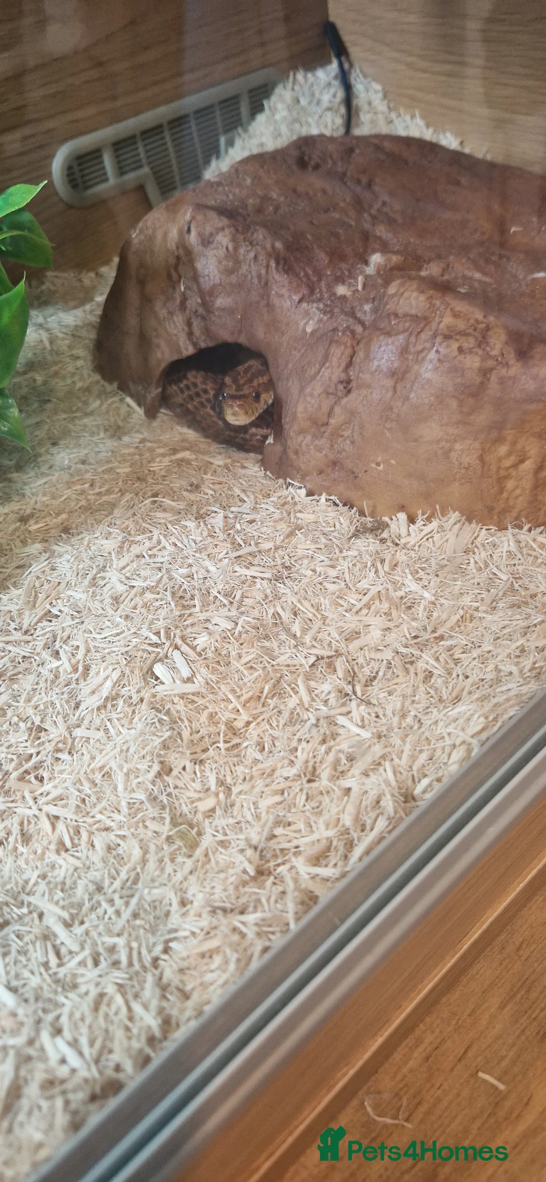 Corn Snake reptiles for sale: Fluffy and luna the corn snakes - Advert 4