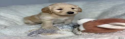 Australian Labradoodle dogs for sale: Multigen Australian Labradoodle x Goldendoodle - Advert 14