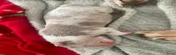American Bully dogs for sale: Pocket bully puppies - Advert 14
