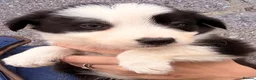 Border Collie dogs for sale: Gorgeous Border collie pups. KC registered.  - Advert 6