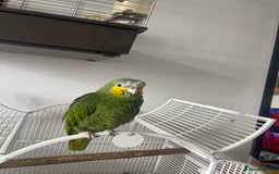 Parrots birds for sale: Amazon bird  - Image 2
