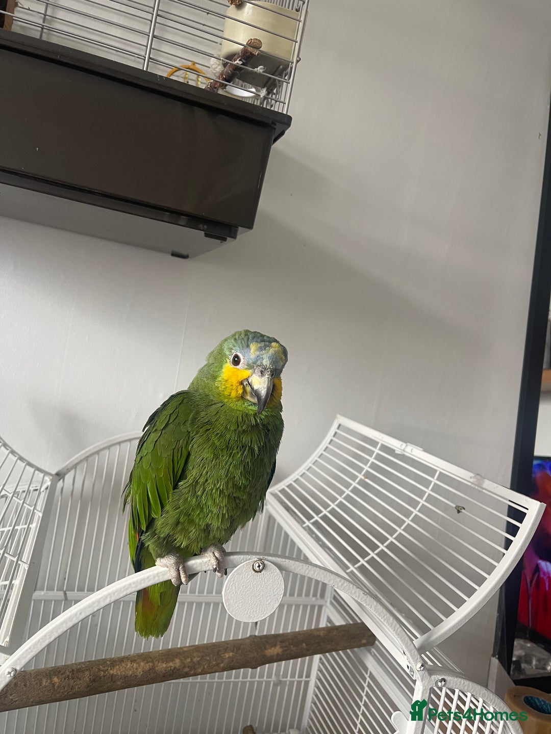 Parrots birds for sale: Amazon bird  - Image 2