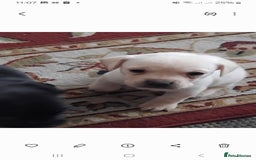 Mixed Breed dogs for sale: Labrador cross french bulldog puppies - Image 3