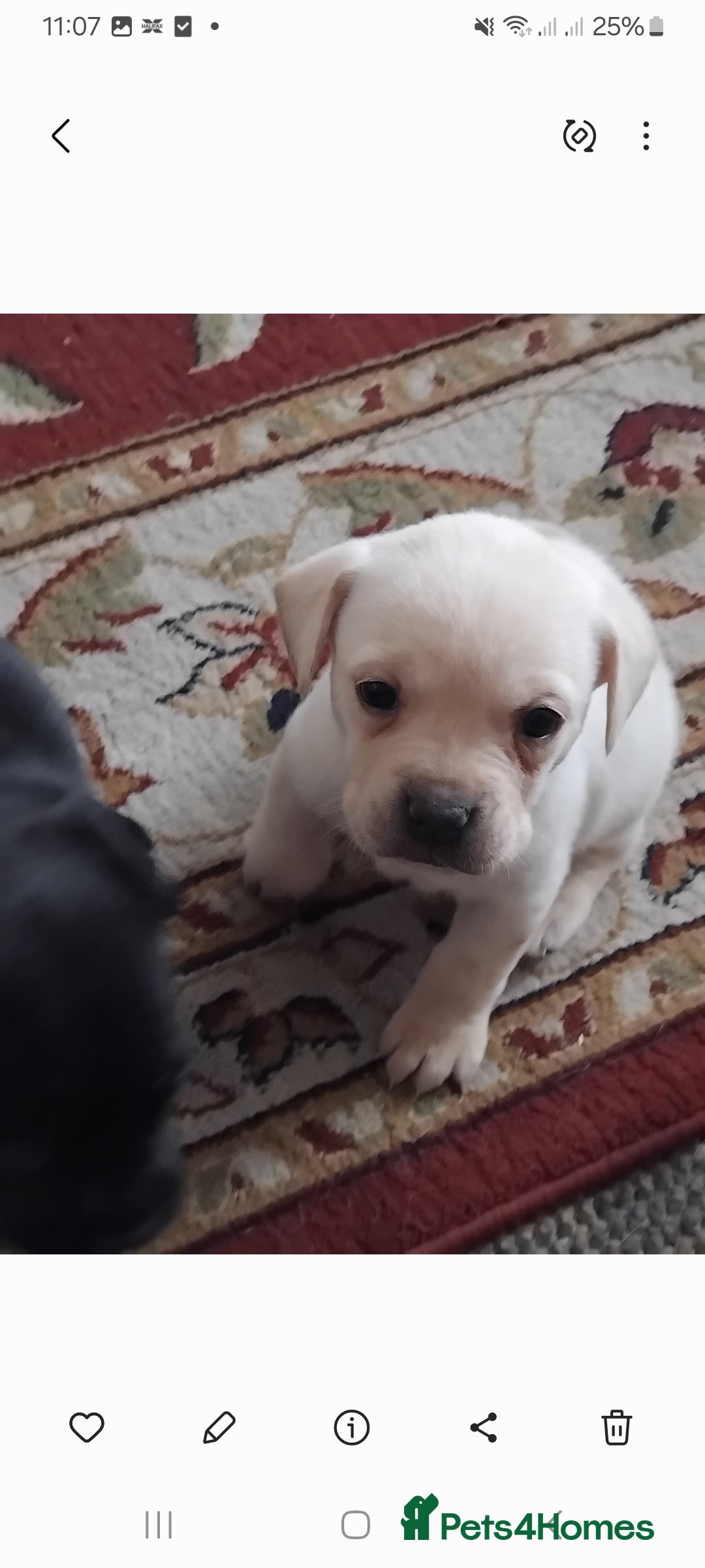 Mixed Breed dogs for sale: Labrador cross french bulldog puppies - Image 3