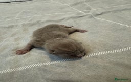 British Shorthair cats for sale: Beautiful bsh kittens  - Image 5