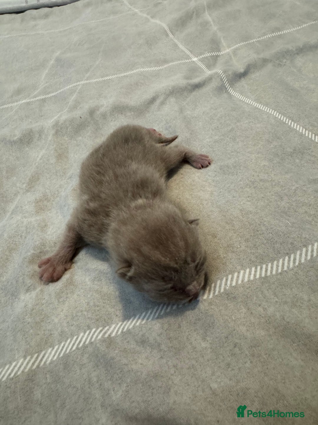 British Shorthair cats for sale: Beautiful bsh kittens  - Image 5