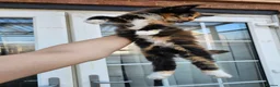 Maine Coon cats for sale: Beautiful Maine Coon Kittens - Advert 5