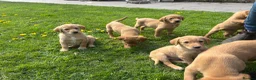 Goldador dogs for sale: ⭐️F1 Goldadors Puppies⭐️ - Advert 16