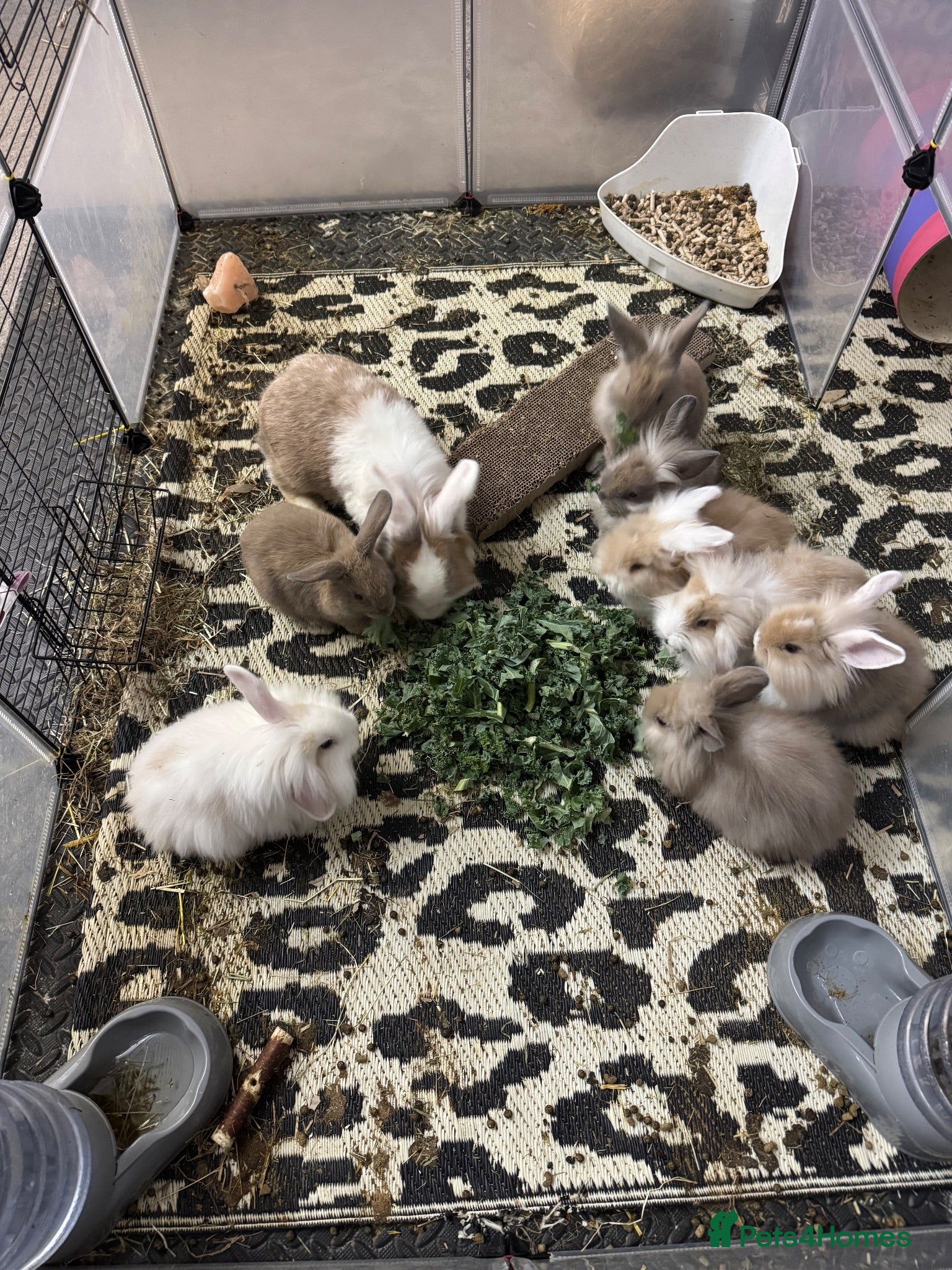 Mini Lion Lop rabbits Baby rabbits ready for new home - Advert 1