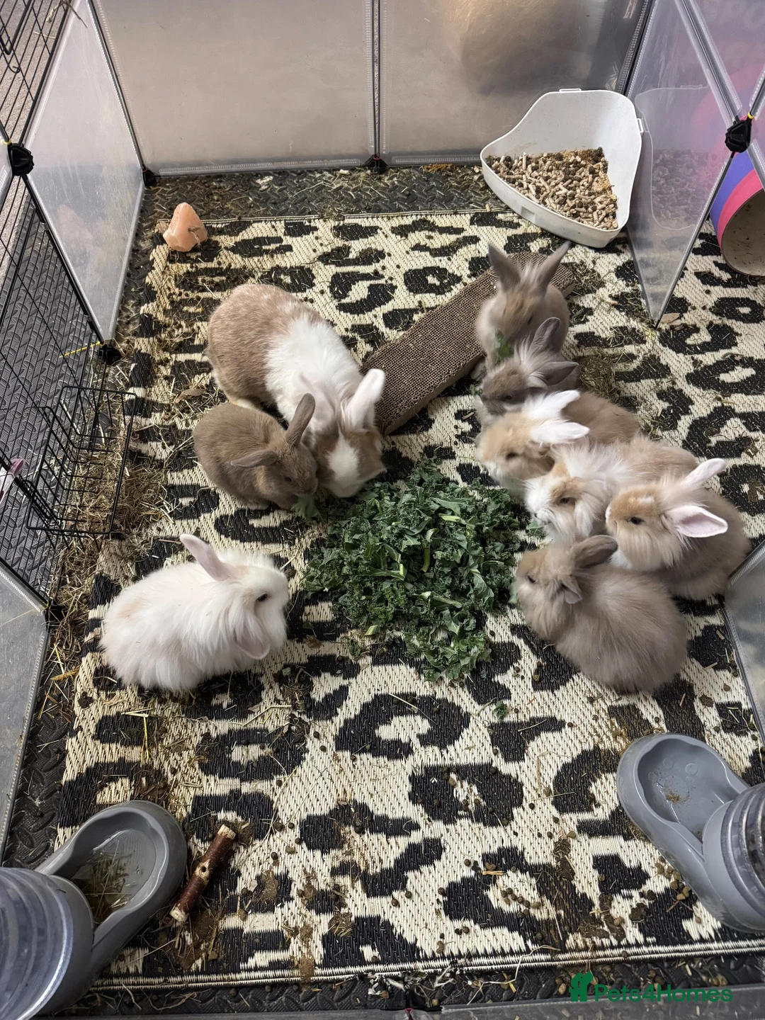 Mini Lion Lop rabbits for sale: Baby rabbits ready for new home in Merthyr Tydfil - Advert 1
