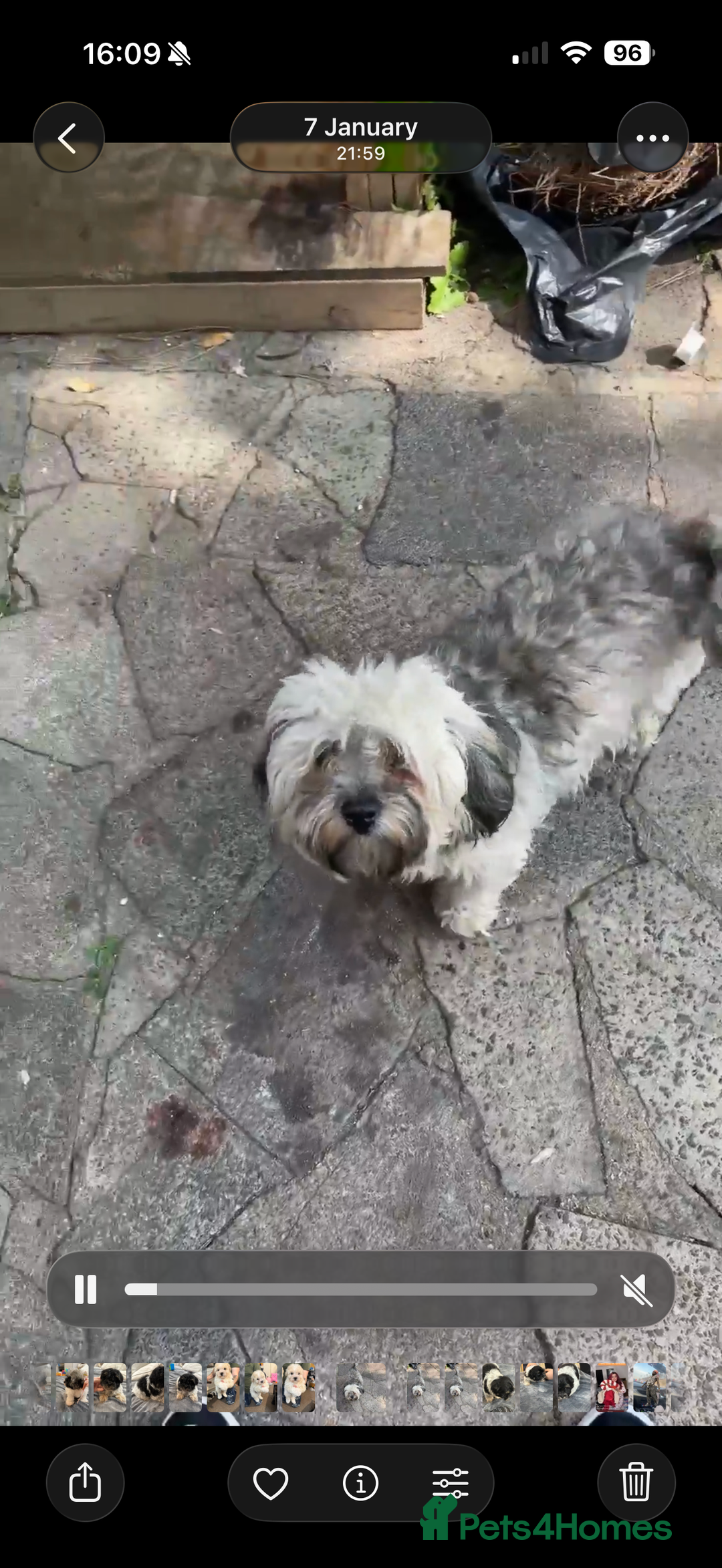 Bichon Frise dogs for sale: Bishon frise - Advert 1