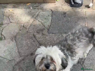 Bichon Frise dogs Bishon frise - Advert 17