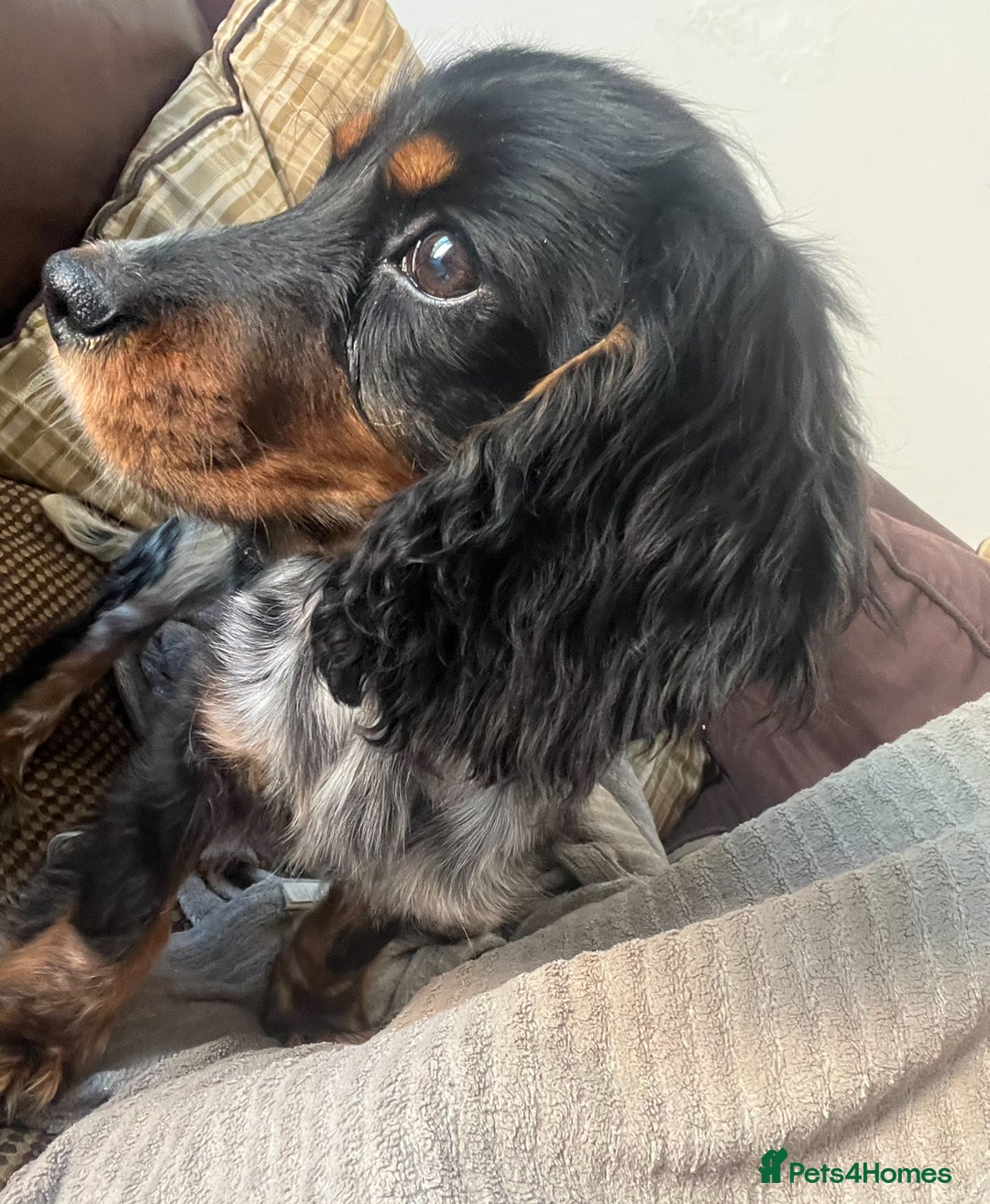 Cockalier dogs for sale: Beautiful Show Cocker spaniel x CKC spaniel  - Advert 1