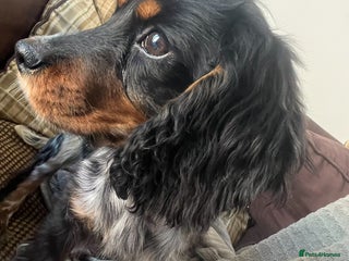 Cockalier dogs Beautiful Show Cocker spaniel x CKC spaniel - Advert 2