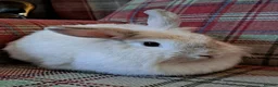 Mini Lion Lop rabbits for sale: Adorable Mini Lion Lop Rabbits🐇🩷 - Advert 1