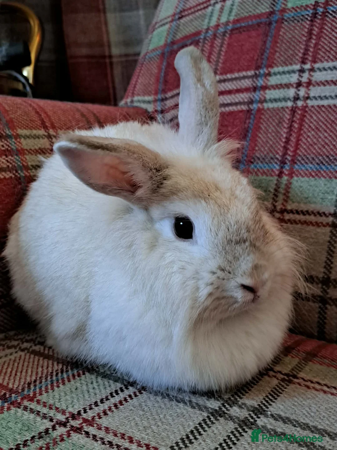Mini Lion Lop rabbits for sale: Adorable Mini Lion Lop Rabbits🐇🩷 - Advert 1