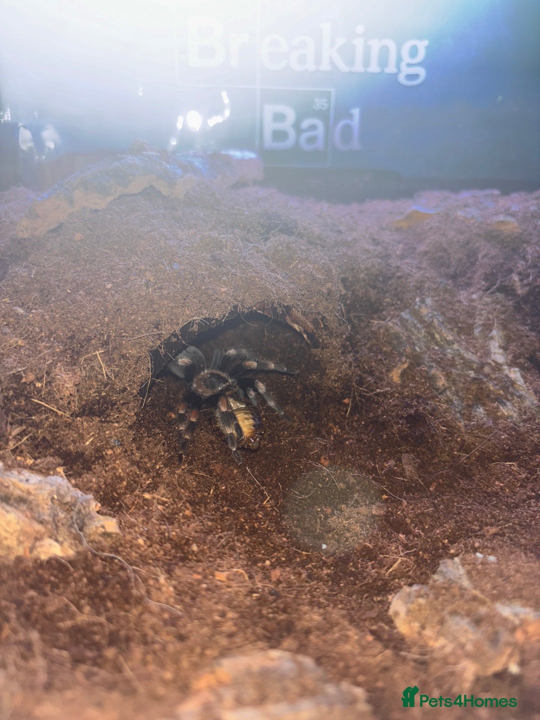 Tarantulas invertebrates for sale: FEMALE MEXICAN RED KNEE COMPLETE SETUP - Advert 2