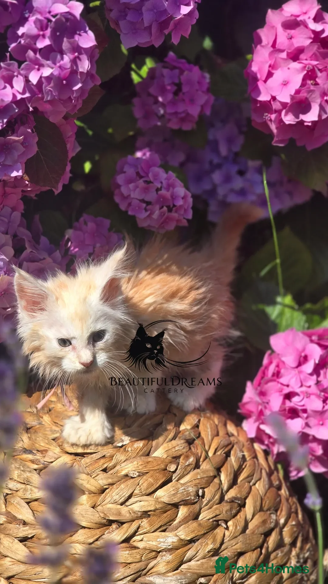 Maine Coon cats for sale: Maine Coon Kittens  - Advert 2