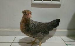 Hens poultry for sale: 2 hens and one Rooster - Image 3
