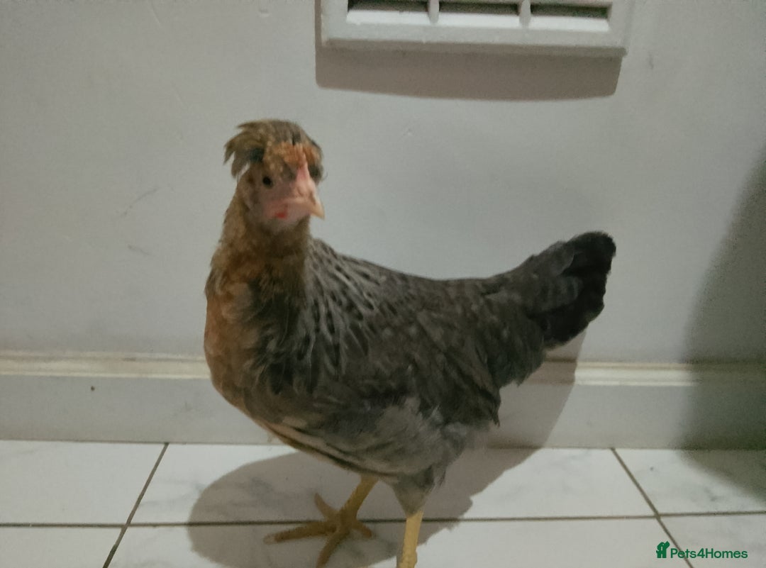 Hens poultry for sale: 2 hens and one Rooster - Image 3