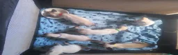 Siamese cats for sale: Siamese kittens - Advert 9