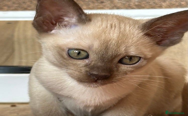 Burmese cats - Advert 1