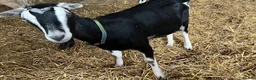 Goats livestock for sale: Female British Alpine x for sale - Advert 1