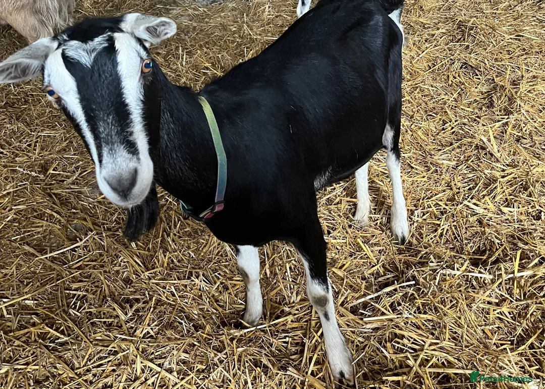Goats livestock for sale: Female British Alpine x for sale - Advert 1