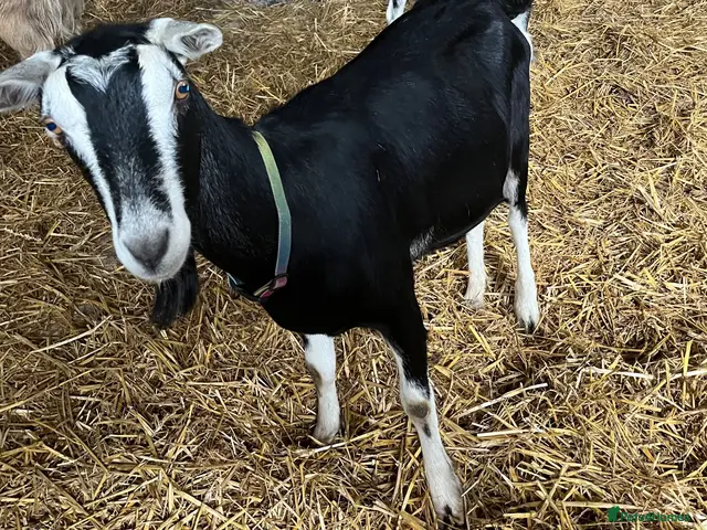 Goats livestock for sale: Female Goats British Alpine x for sale - Advert 1