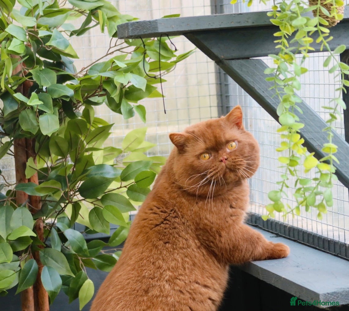 British Shorthair cats British Shorthair Cinnamon - Stud Duties  - Advert 4