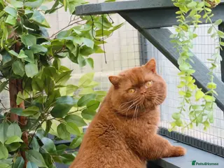 British Shorthair cats British Shorthair Cinnamon - Stud Duties - Advert 9