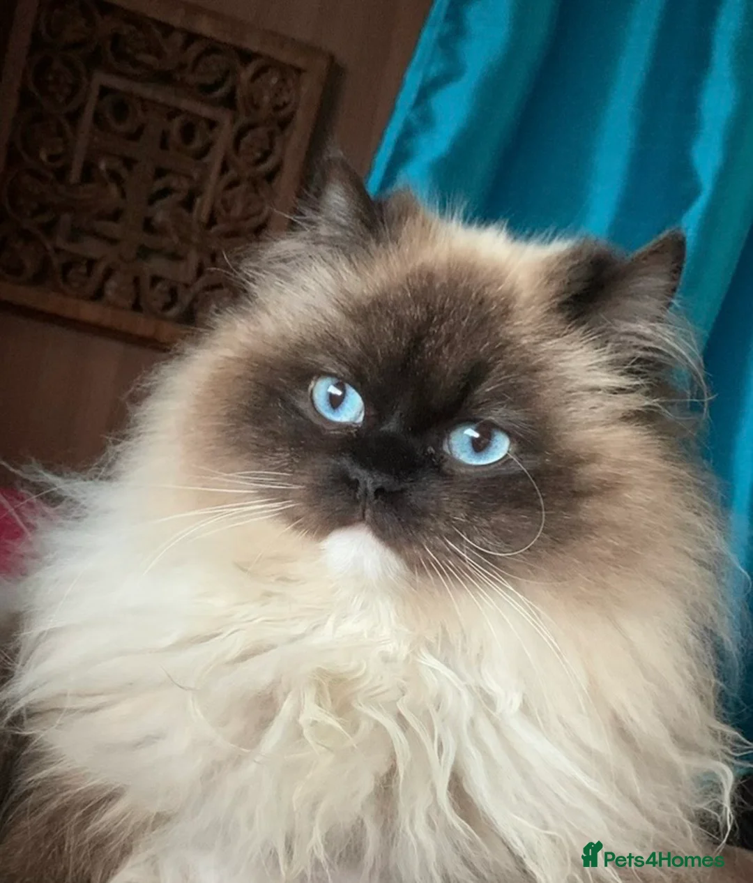 Ragdoll cats for sale: Brahma incredibly well bred entire male  - Advert 1
