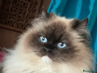 Ragdoll cats Brahma incredibly well bred entire male - Advert 2