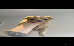 French Bulldog dogs for sale: Fluffy french bulldogs puppies - Image 7