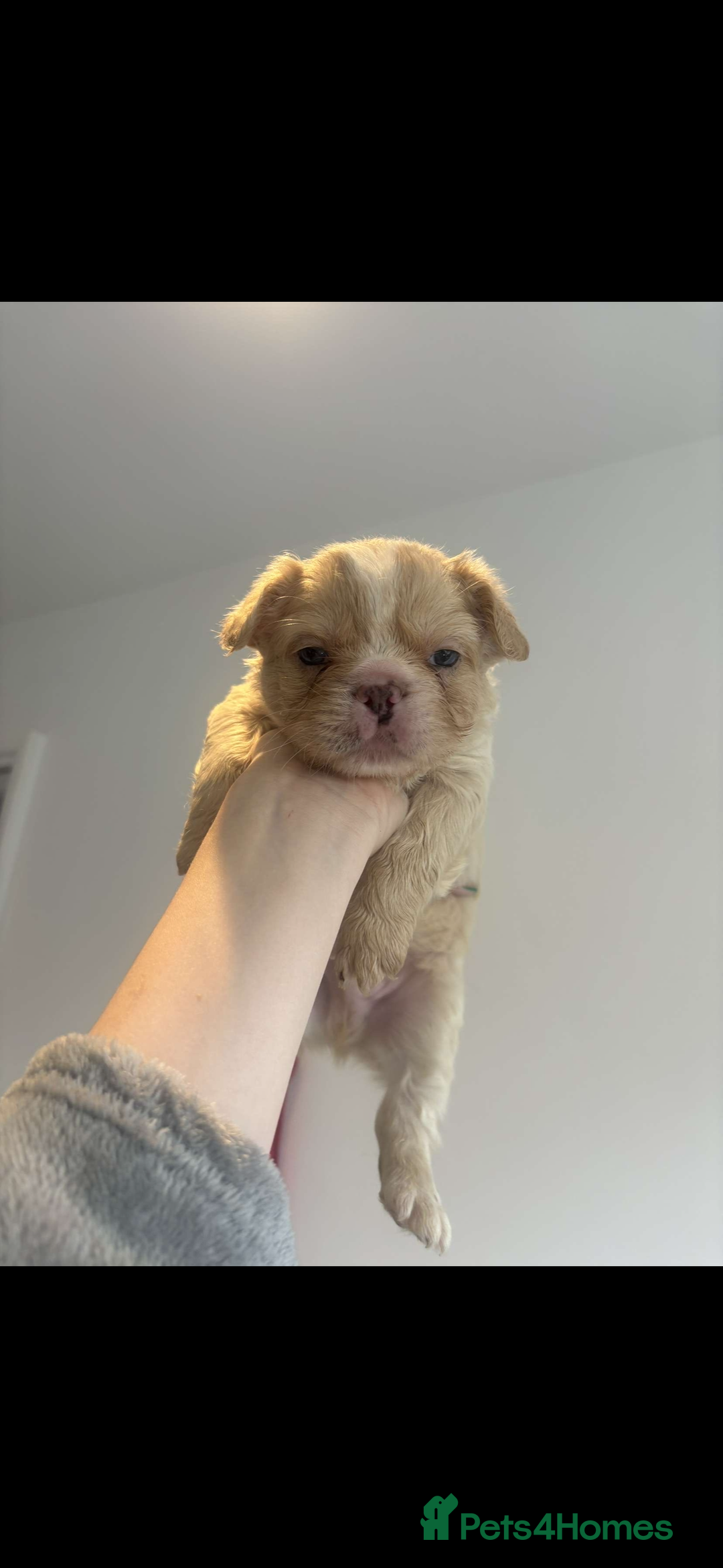 French Bulldog dogs for sale: Fluffy french bulldogs puppies - Image 7