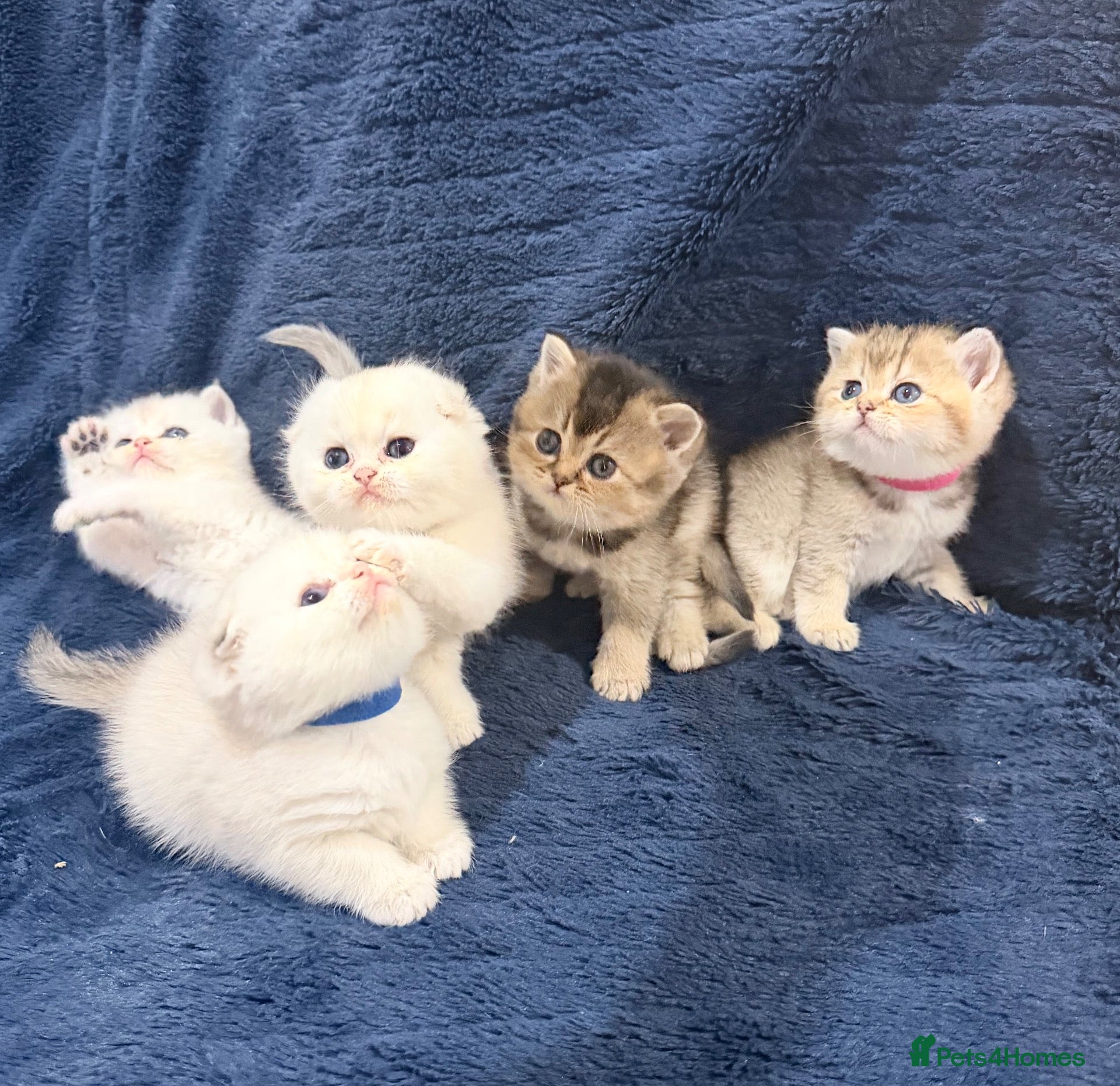 Scottish Fold cats Beautiful Scottish Fold & Straight Kittens - Advert 18