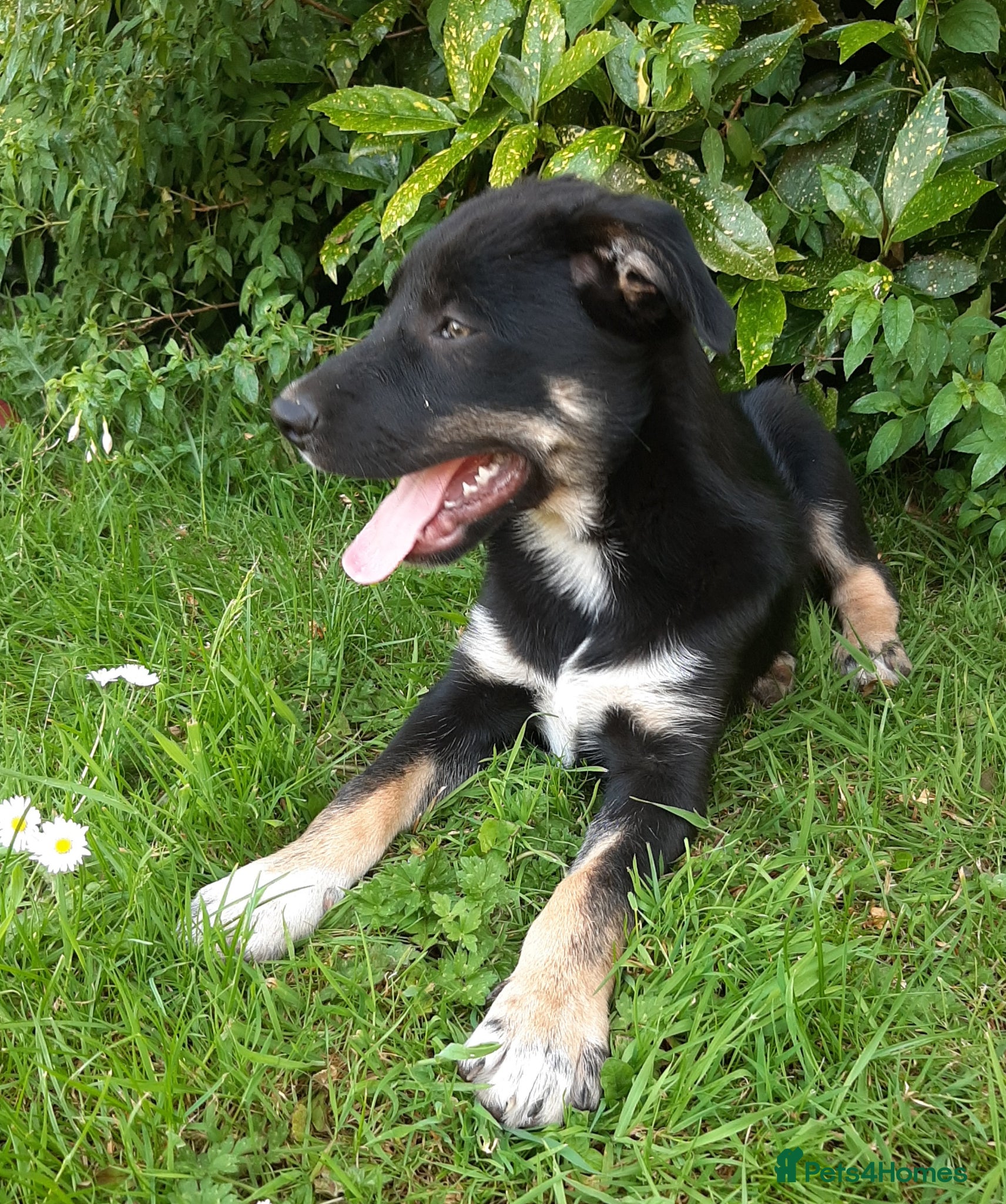 Mixed Breed dogs Collie × Kelpie pups near Cowbridge  - Advert 1