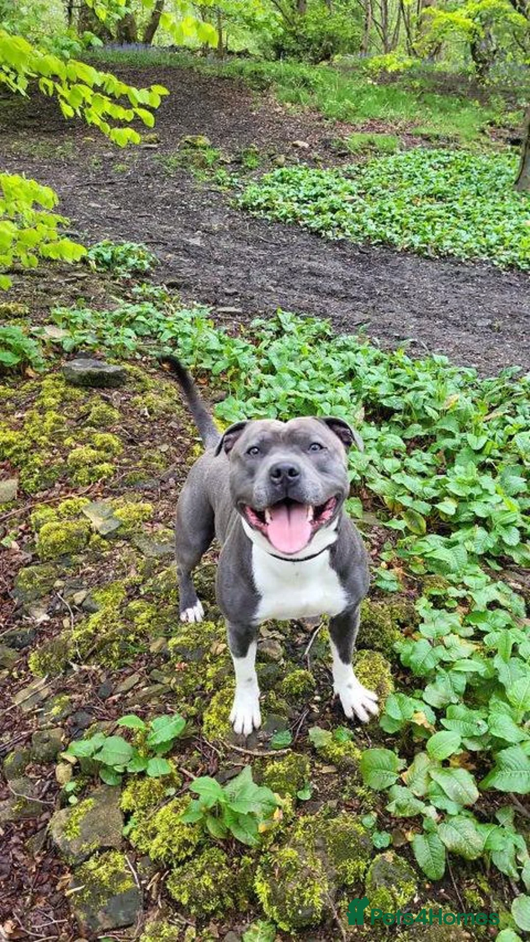 Staffordshire Bull Terrier dogs for stud: Geministaffs Socks KC stud in Halifax - Advert 6