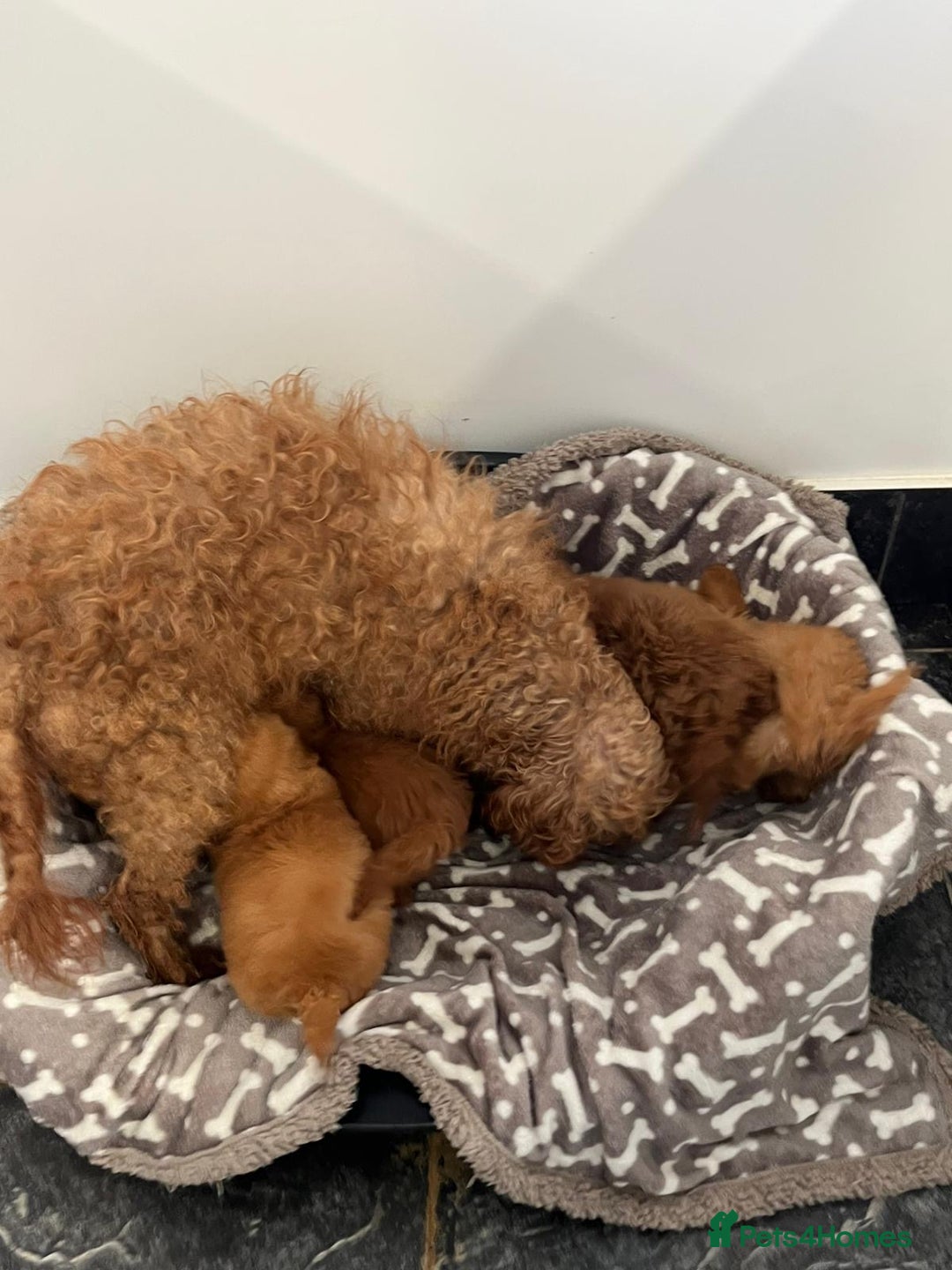 Labradoodle dogs for sale: F1b miniature labradoodles  - Image 5