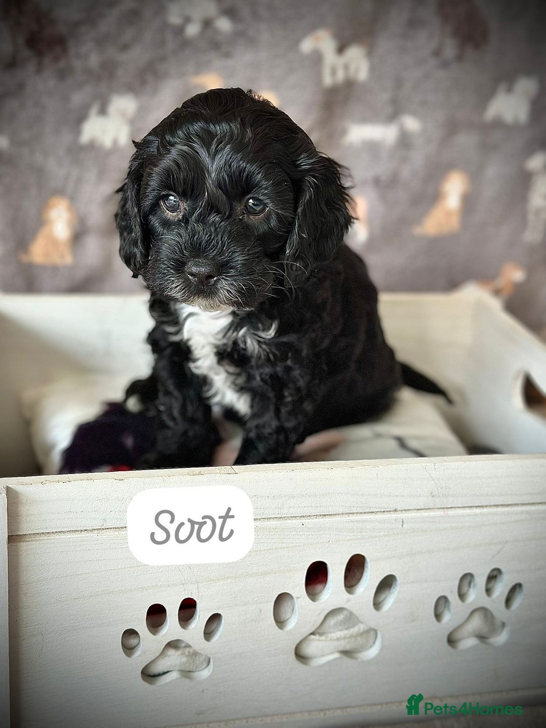 Cavachon dogs for sale: Cavapoochon pups for sale - Advert 8