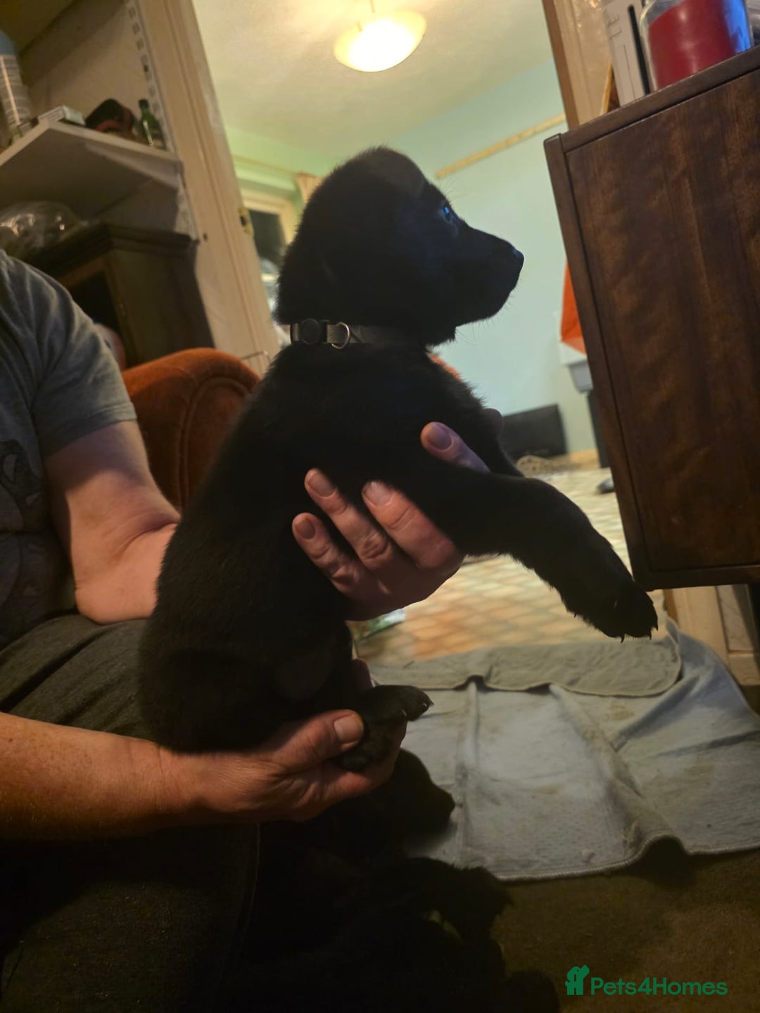 German Shepherd dogs for sale: German Shepard mainly black  - Advert 11