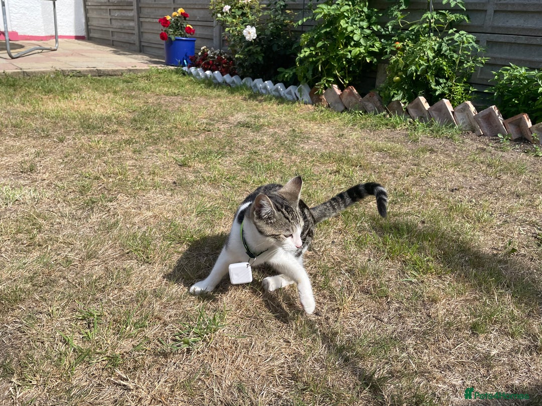 Domestic Shorthair cats for sale: Domestic short hair cat male - Image 7