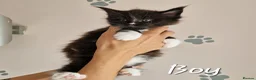 Maine Coon cats for sale: Pedigree XXL mainecoon kittens  - Advert 7
